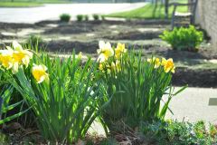 Daffodils-Yellow-and-White-32