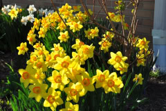 Daffodils-Yellow-and-White-33