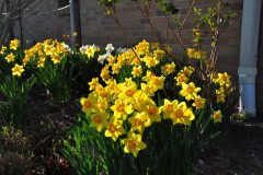 Daffodils-Yellow-and-White-34