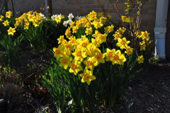 Daffodils-Yellow-and-White-35