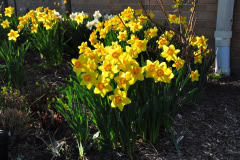 Daffodils-Yellow-and-White-36