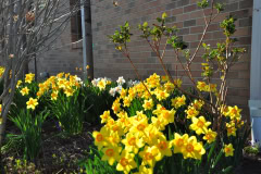 Daffodils-Yellow-and-White-37