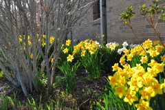 Daffodils-Yellow-and-White-38