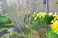 Daffodils-Yellow-and-White-39