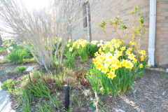 Daffodils-Yellow-and-White-40