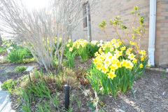 Daffodils-Yellow-and-White-40