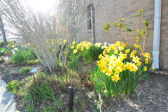Daffodils-Yellow-and-White-41