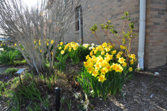 Daffodils-Yellow-and-White-42