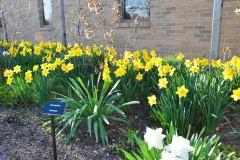 Daffodils-Yellow-and-White-43