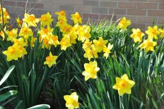 Daffodils-Yellow-and-White-44