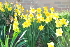 Daffodils-Yellow-and-White-45
