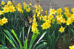 Daffodils-Yellow-and-White-46