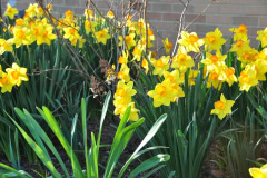 Daffodils-Yellow-and-White-46
