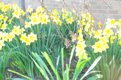 Daffodils-Yellow-and-White-47