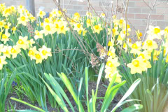 Daffodils-Yellow-and-White-47