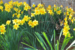 Daffodils-Yellow-and-White-48