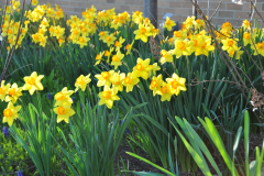 Daffodils-Yellow-and-White-49