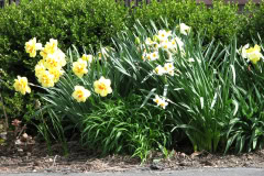 Daffodils-Yellow-and-White-5
