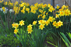 Daffodils-Yellow-and-White-50