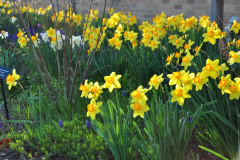 Daffodils-Yellow-and-White-51