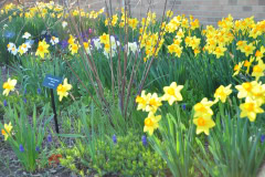 Daffodils-Yellow-and-White-52