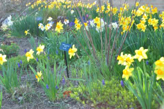Daffodils-Yellow-and-White-53