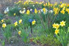 Daffodils-Yellow-and-White-54