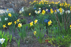 Daffodils-Yellow-and-White-55