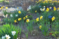 Daffodils-Yellow-and-White-56