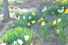 Daffodils-Yellow-and-White-57