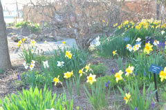 Daffodils-Yellow-and-White-58