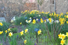 Daffodils-Yellow-and-White-59