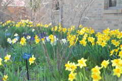 Daffodils-Yellow-and-White-60