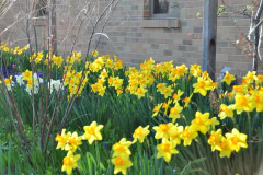 Daffodils-Yellow-and-White-61