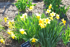 Daffodils-Yellow-and-White-67
