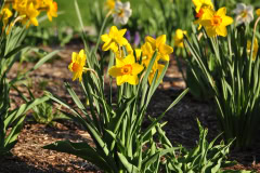Daffodils-Yellow-and-White-68