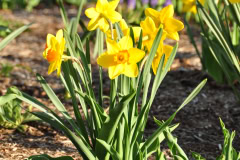 Daffodils-Yellow-and-White-69