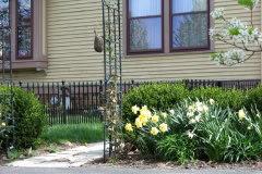 Daffodils-Yellow-and-White-7