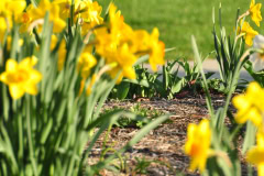 Daffodils-Yellow-and-White-70