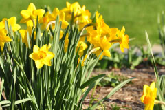 Daffodils-Yellow-and-White-71