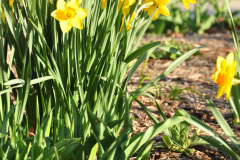 Daffodils-Yellow-and-White-72