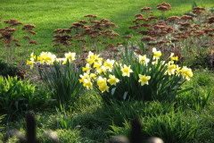 Daffodils-Yellow-and-White-79