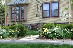 Daffodils-Yellow-and-White-8