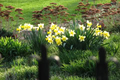 Daffodils-Yellow-and-White-80