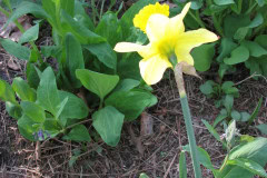 Daffodils-Yellow-and-White-81