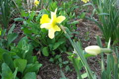 Daffodils-Yellow-and-White-82