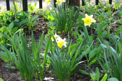 Daffodils-Yellow-and-White-83