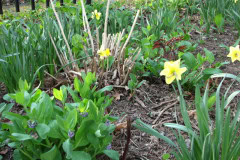 Daffodils-Yellow-and-White-84