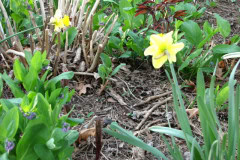 Daffodils-Yellow-and-White-85