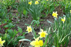 Daffodils-Yellow-and-White-86